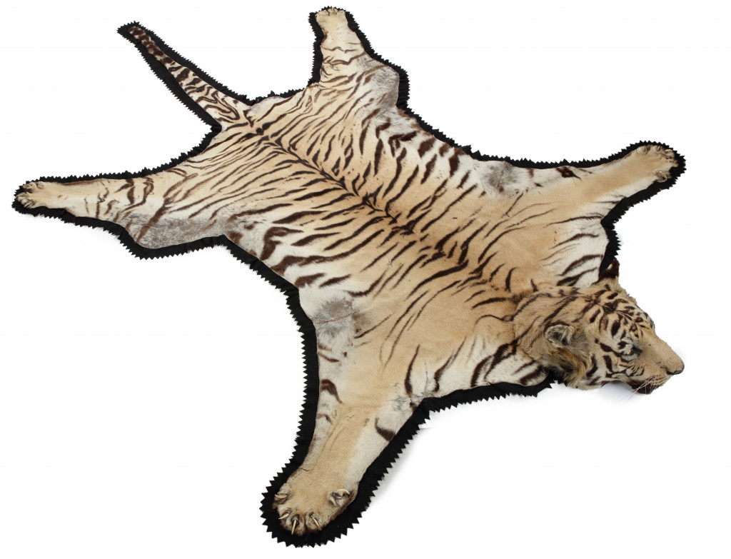 A large 'shikar' tiger skin (Panthera tigris tigris) prayer- mat by Van Ingen & Van Ingen, Mysore