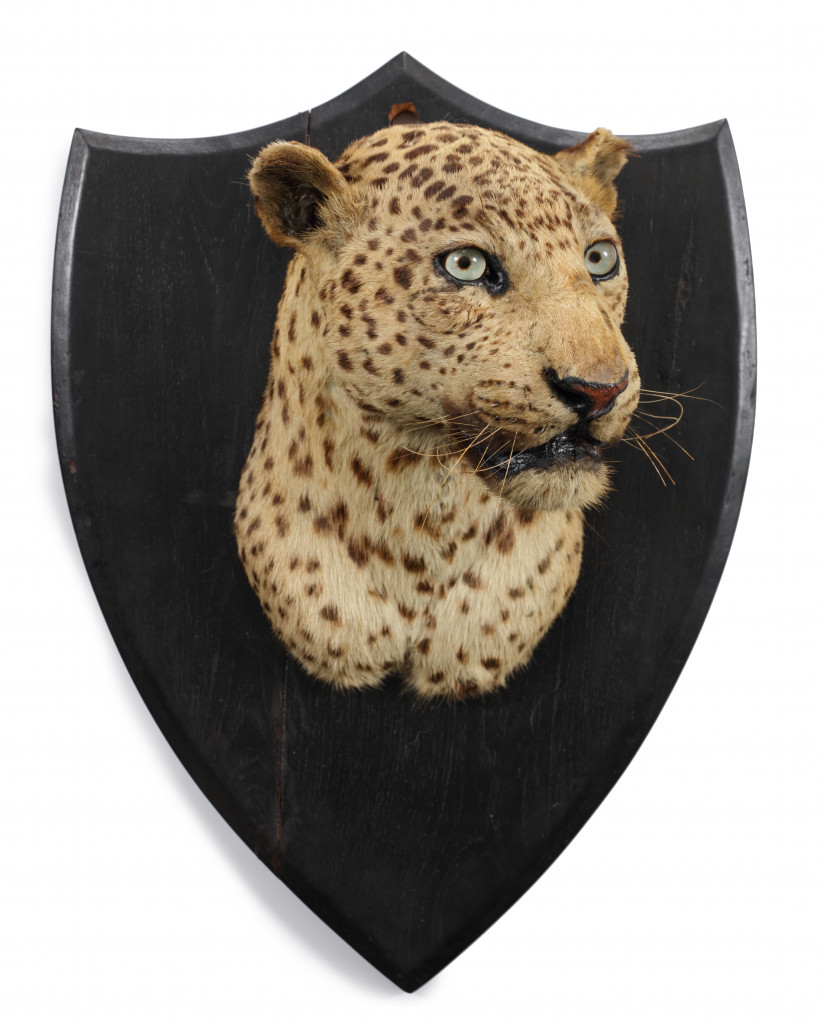 A fine leopard skin shoulder-mount (Panther pardus fusca) by Van Ingen & Van Ingen, Mysore