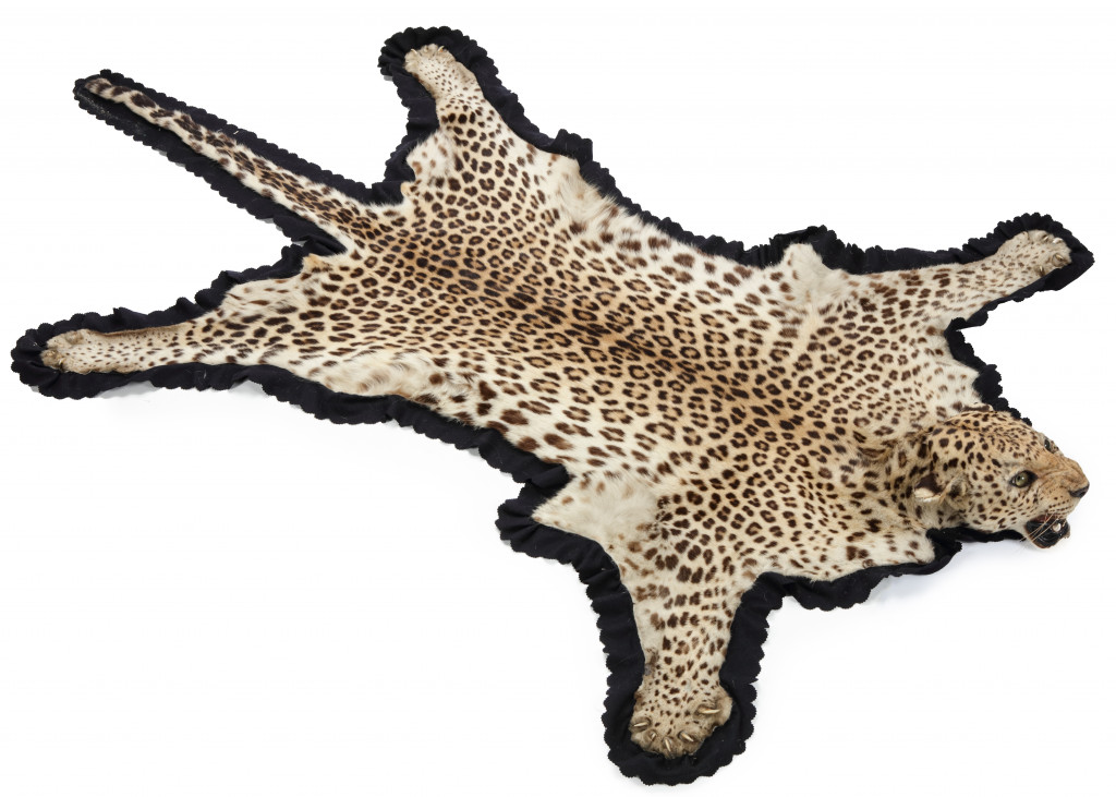 A fine taxidermy leopard skin rug (Panthera pardus fusca) by Van Ingen & Van Ingen, Mysore