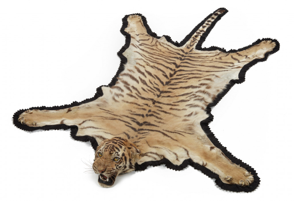 A fine taxidermy tiger skin rug (Panthera tigris) by Van Ingen & Van Ingen, Mysore