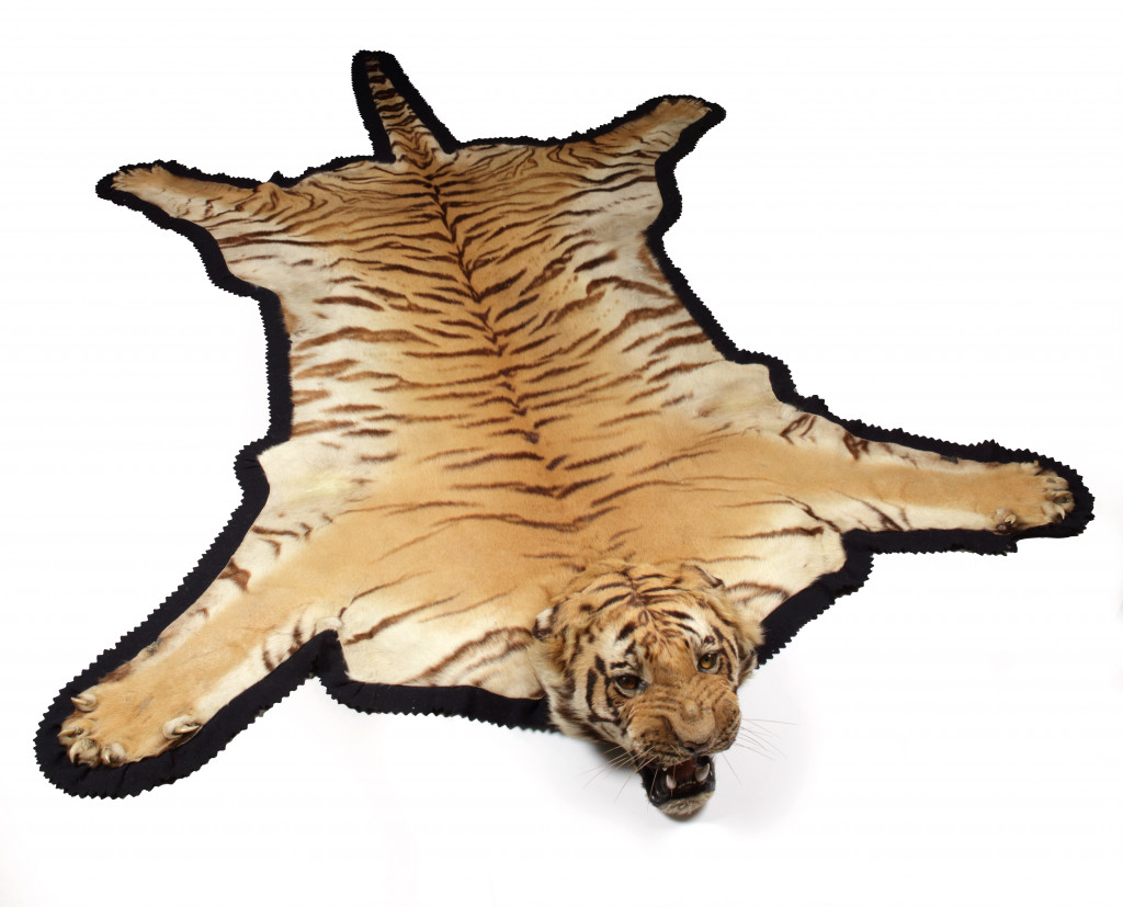 An extremely large taxidermy tiger skin rug (Panthera tigris) by Van Ingen & Van Ingen, Mysore