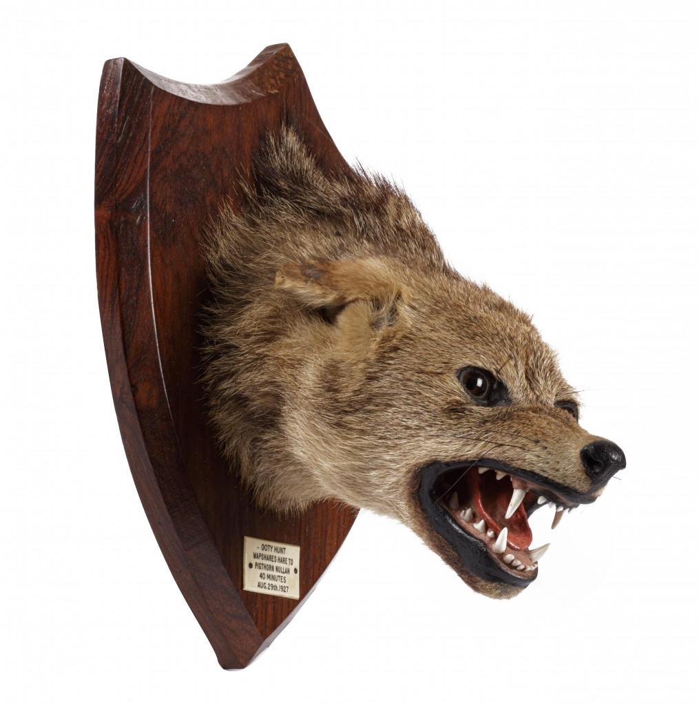 A fine taxidermy Indian Jackall (Canis aureus indicus) hunting trophy by Van Ingen & Van Ingen, Mysore