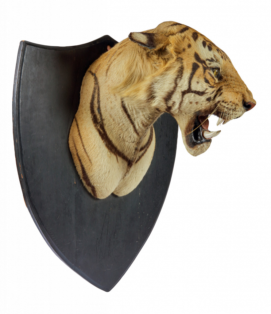 An extremely large Shikar taxidermy tiger (Panthera tigris) by Van Ingen & Van Ingen, Mysore