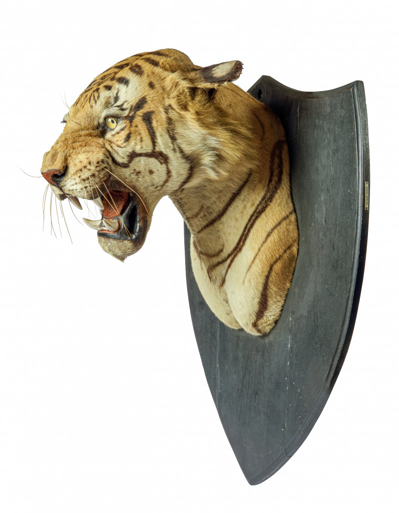 An extremely large Shikar taxidermy tiger (Panthera tigris) by Van Ingen & Van Ingen, Mysore