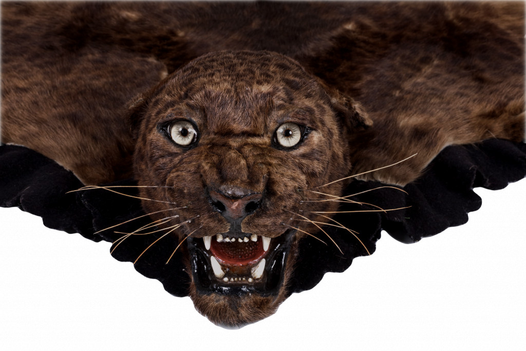 A marvelous black panther shikar taxidermy prayer mat by Van Ingen & Van Ingen, Mysore