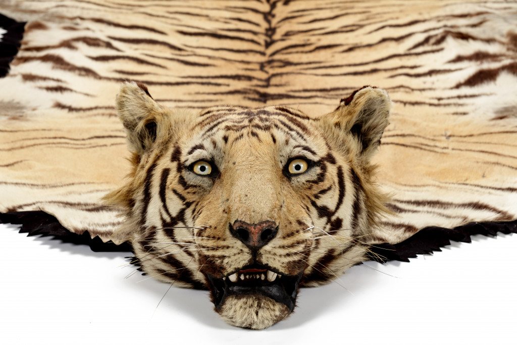 A large 'shikar' tiger skin (Panthera tigris tigris) prayer- mat by Van Ingen & Van Ingen, Mysore