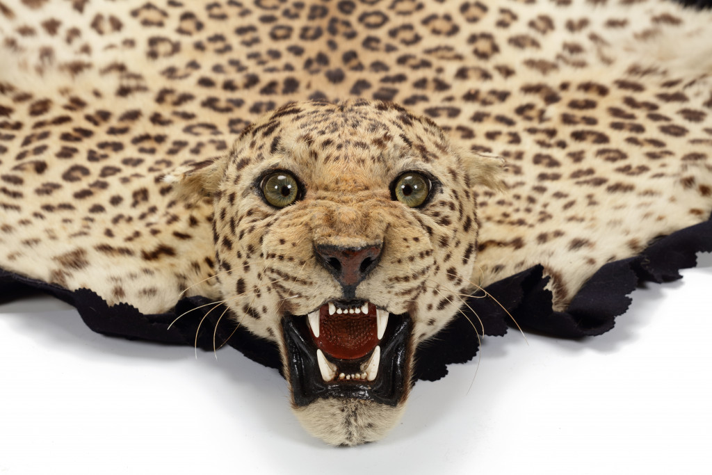 A fine taxidermy leopard skin rug (Panthera pardus fusca) by Van Ingen & Van Ingen, Mysore