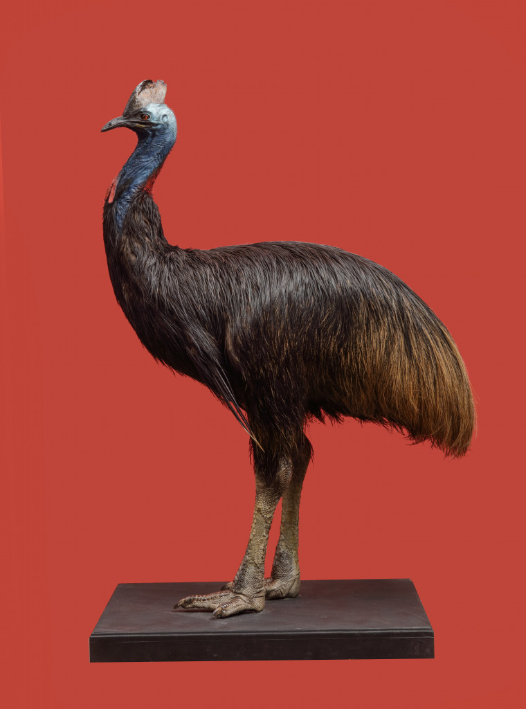 A large taxidermy Southern cassowary (Casuarius casuarius)