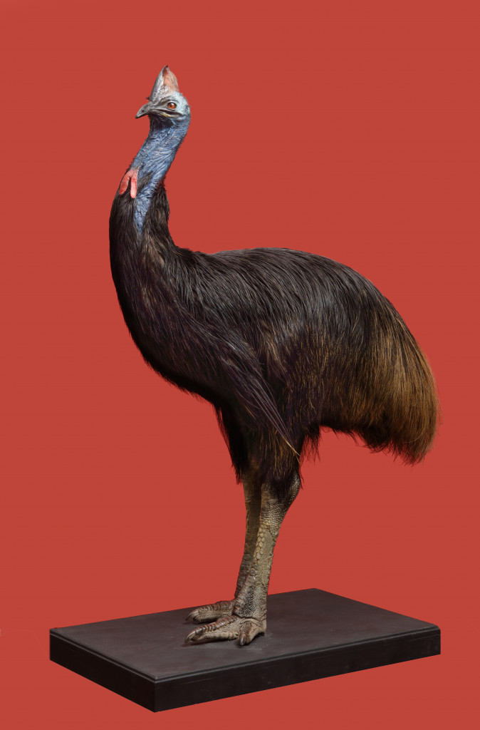 A large taxidermy Southern cassowary (Casuarius casuarius)