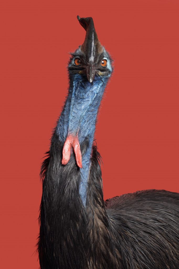 A large taxidermy Southern cassowary (Casuarius casuarius)