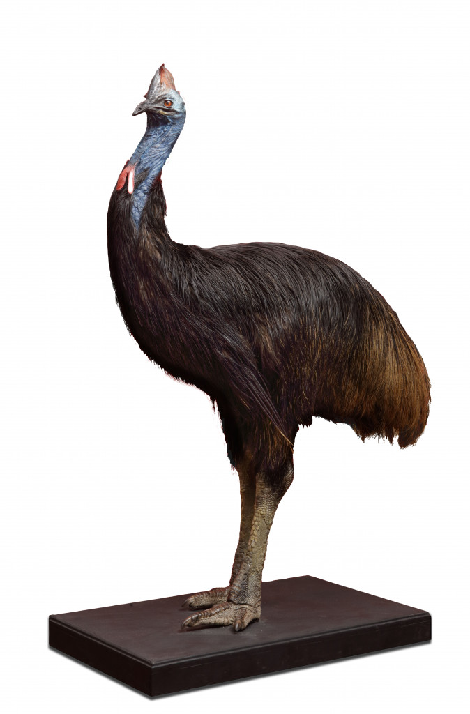 A large taxidermy Southern cassowary (Casuarius casuarius)