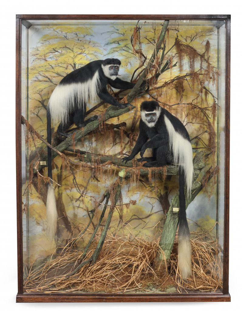 A magnificent pair of cased taxidermy Colobus monkeys (Colobus satanas) by Rowland Ward (1848-1912)