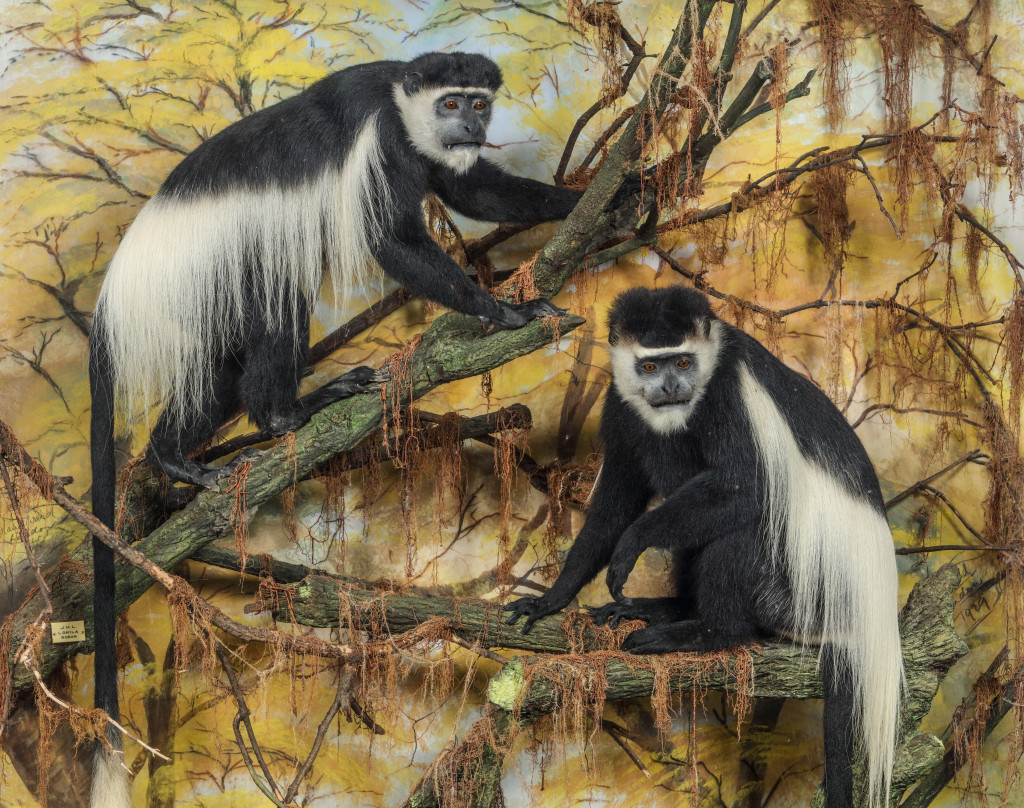 A magnificent pair of cased taxidermy Colobus monkeys (Colobus satanas) by Rowland Ward (1848-1912)