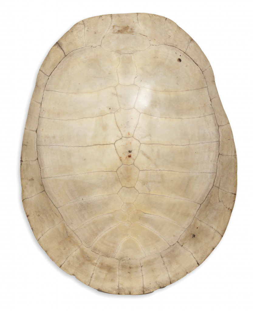 A collection of scrimshaw Giant Arrau River Turtle Shells