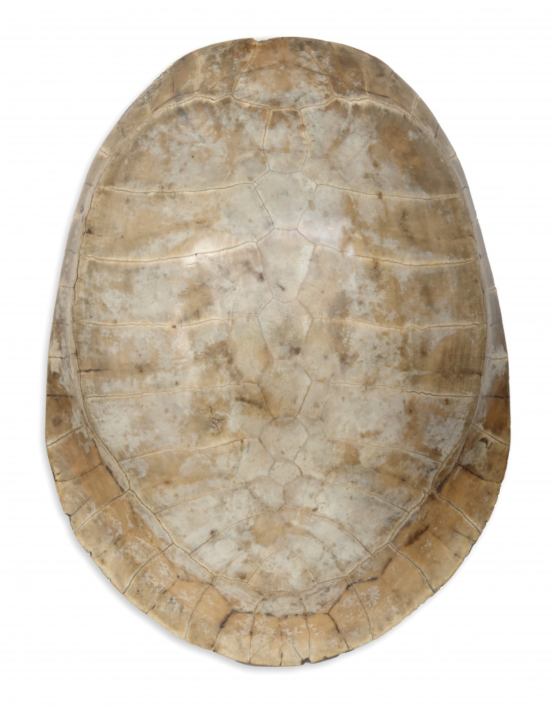 A collection of scrimshaw Giant Arrau River Turtle Shells