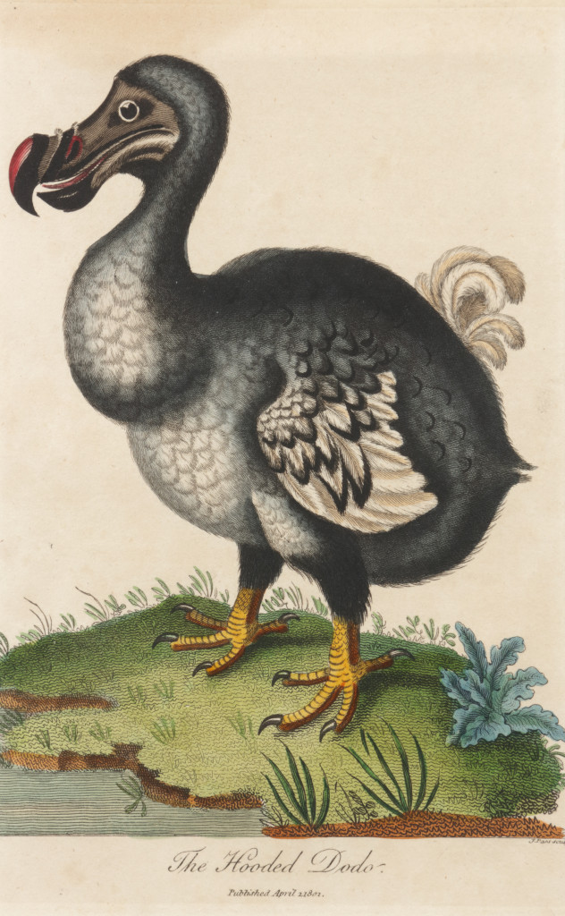 An engraving of ‘The Hooded Dodo, Raphus cucullatus’