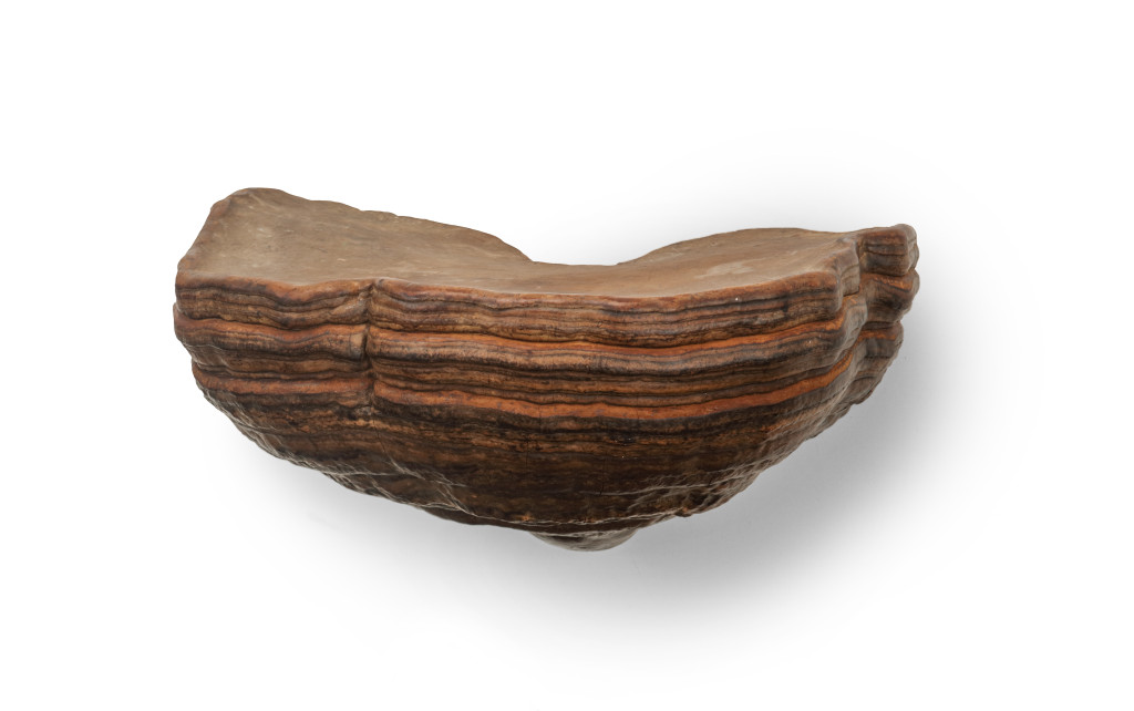 A wall console made from a real tinder hoof bracket fungus (Fomes fomentarius)
