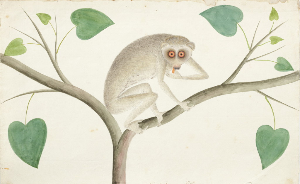 Paterson’s Company School Animal Drawings