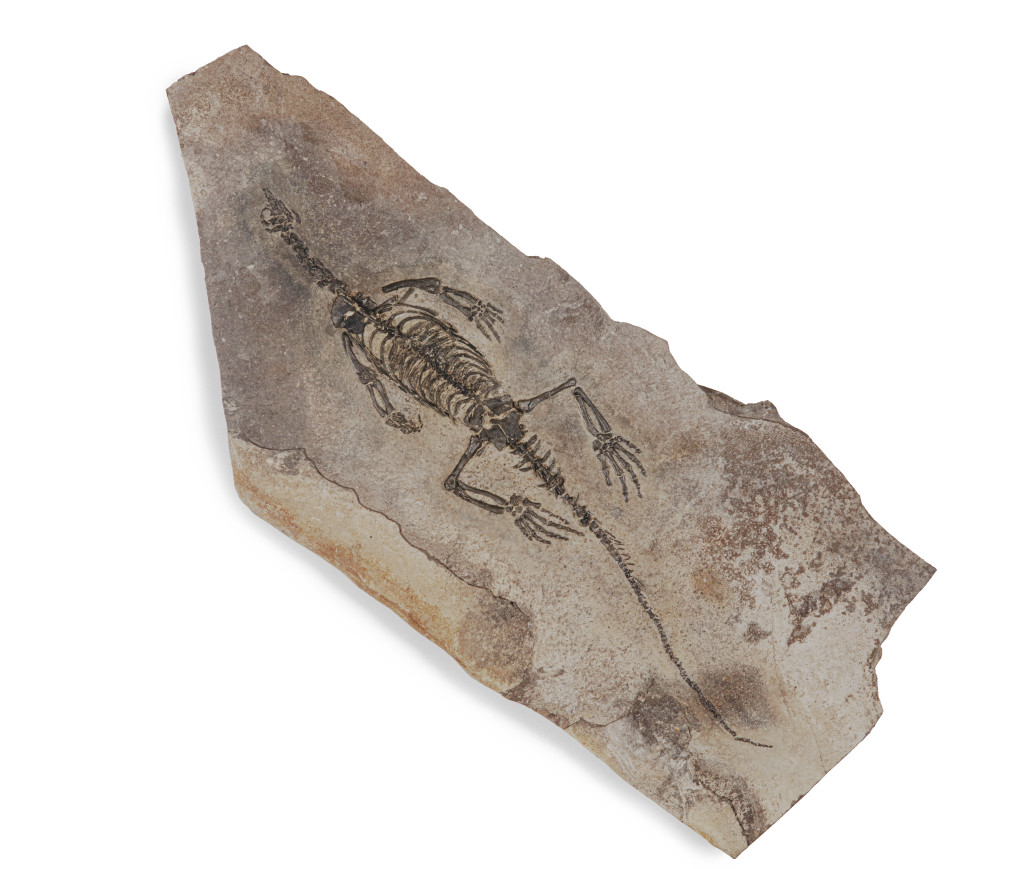 An extremely rare fossil of a Claudiosaurus (Claudiosaurus germaini)