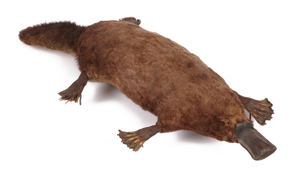 An antique taxidermy Duck-billed Platypus (Ornithorhynchus anatinus)