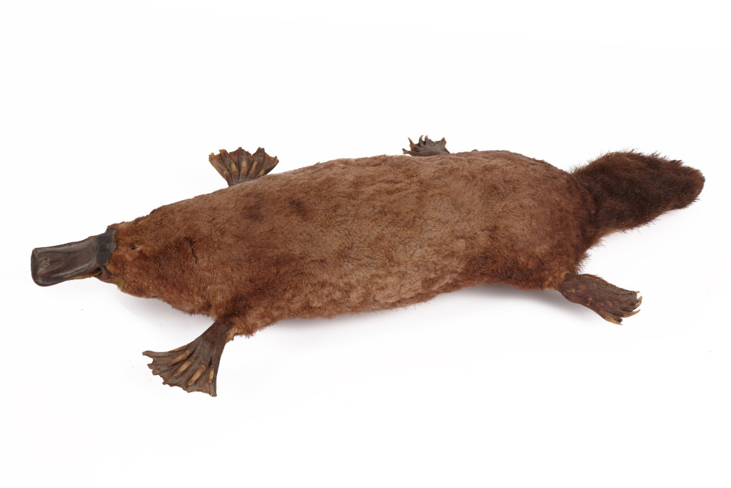 An antique taxidermy Duck-billed Platypus (Ornithorhynchus anatinus)