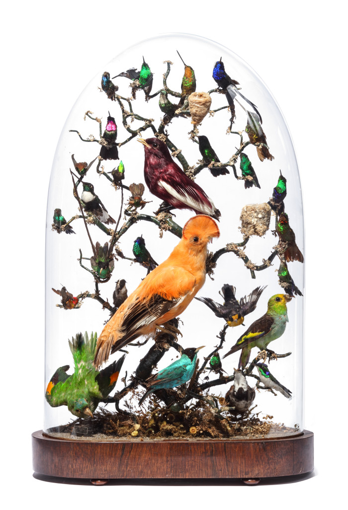 A splendid and vividly coloured Victorian taxidermy dome with Cock-of-the-rock, Pompadour Cotinga, tanagers and rare Hummingbirds