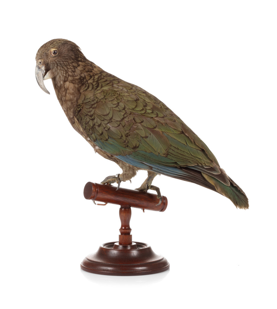 An antique taxidermy Kea (Nestor notabilis)