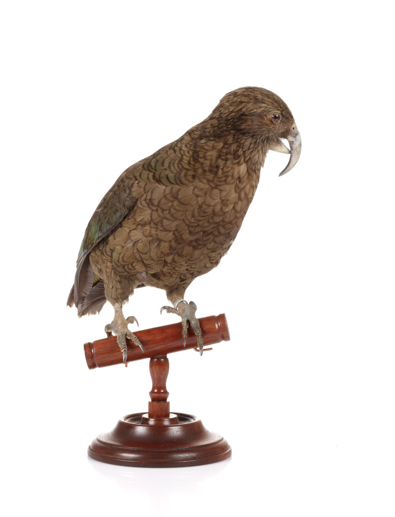 An antique taxidermy Kea (Nestor notabilis)