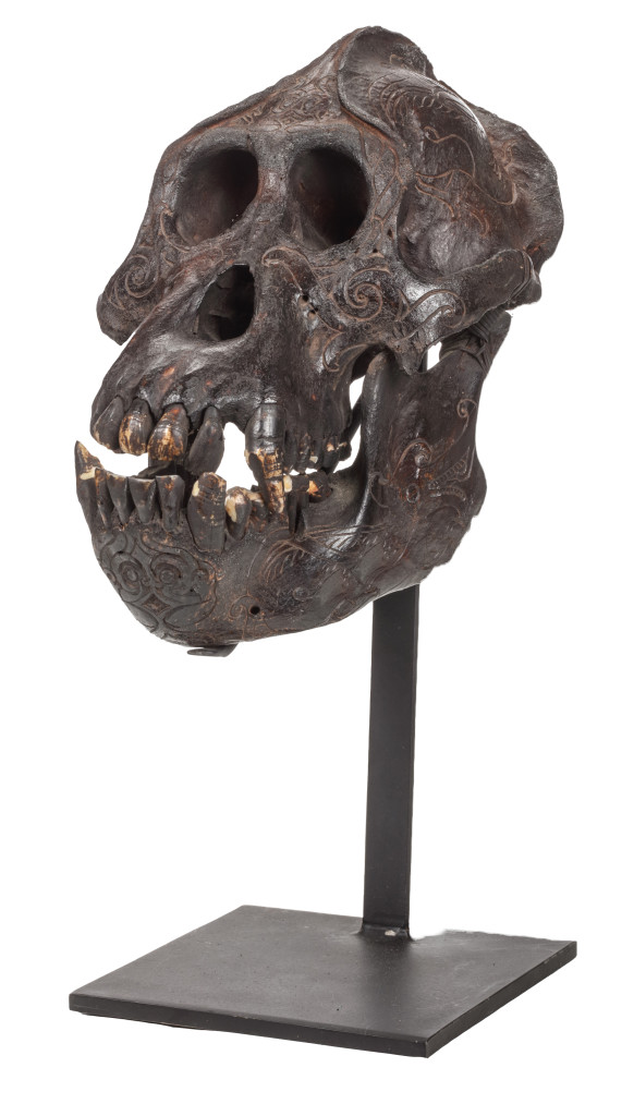 A Dayak carved male Orangutang skull (Pongo pygmaeus)