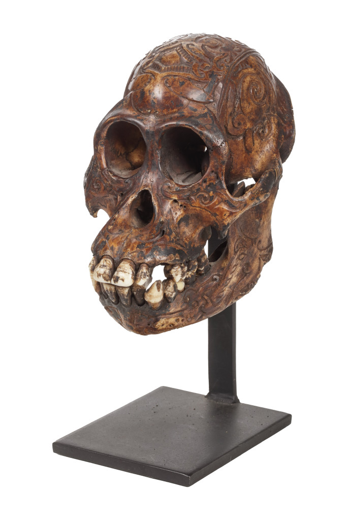 A Dayak carved female Orangutang skull (Pongo pygmaeus)