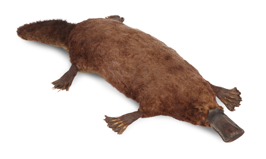 An antique taxidermy Duck-billed Platypus (Ornithorhynchus anatinus)