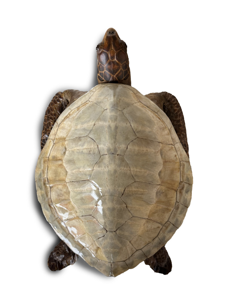A taxidermy Green sea turtle (Chelonia mydas) with a polished shell