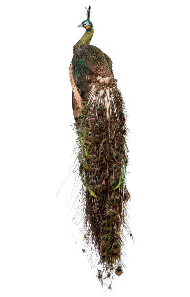 A taxidermy Java or Green Peafowl (Pavo muticus)