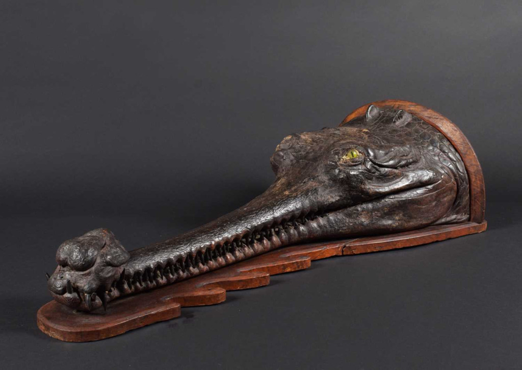 A late Victorian gharial crocodile head mount (Gavialis gangeticus)