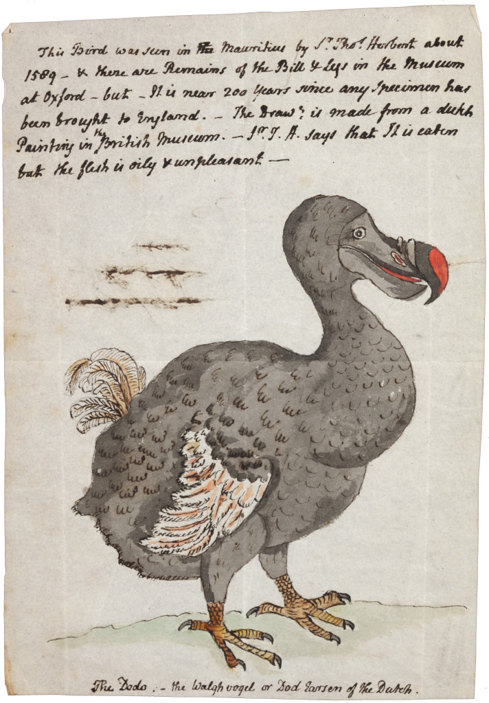 A drawing of a Dodo (Raphus cucullatus)
