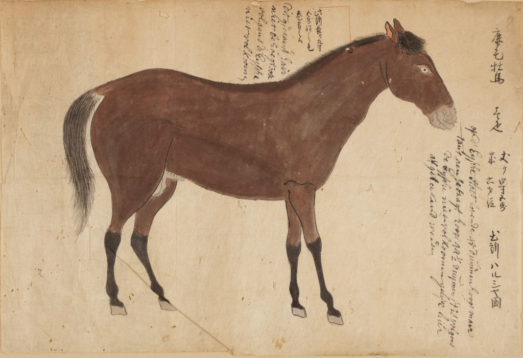 An important Japanese drawing of a Persian horse ordered by the Shogun ‘Eene Eysche van den Keyser’ (the Emperor’s demand)