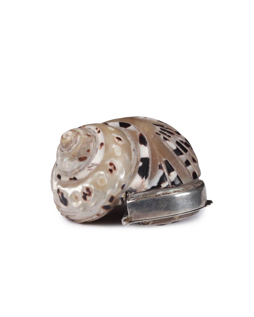 A Victorian brass mounted 'magpie' shell (Cittarium pica) snuff box