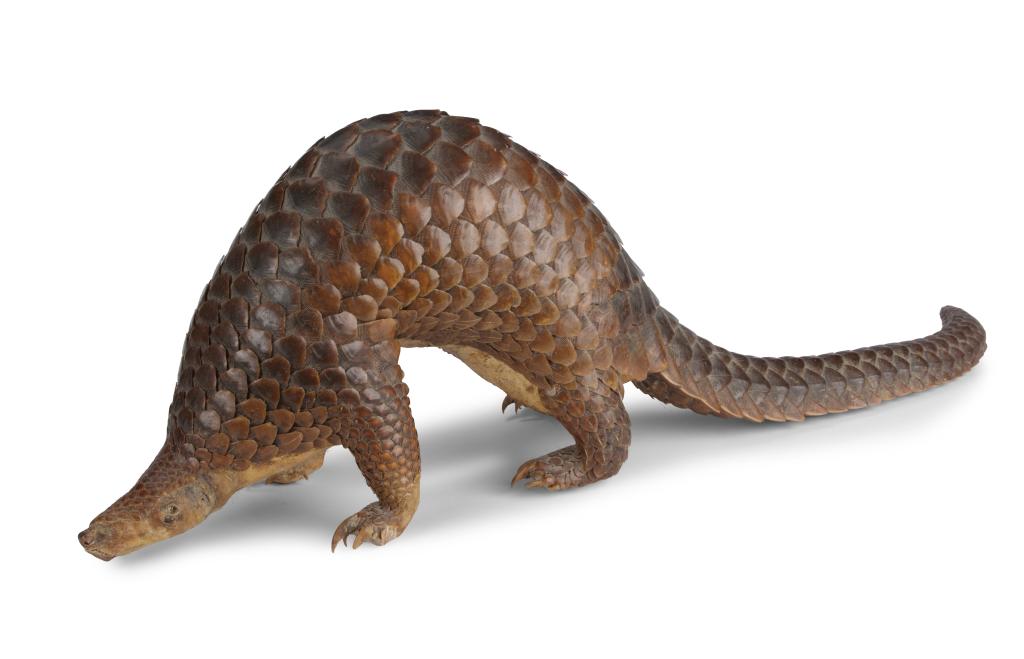 A taxidermy pangolin with a curved back