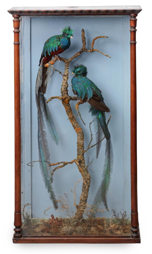 A pair of resplendent Quetzals (Pharomachrus mocinno) in a wooden showcase