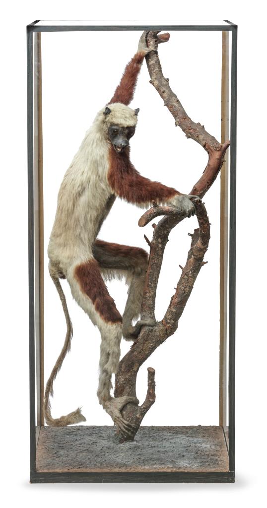 A taxidermy Showcase of a Coquerel's Sifaka (Propithecus coquereli) by Rowland Ward