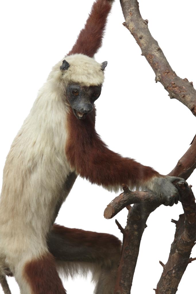 A taxidermy Showcase of a Coquerel's Sifaka (Propithecus coquereli) by Rowland Ward