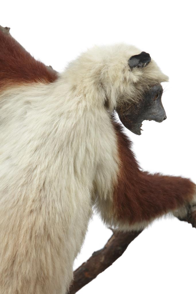A taxidermy Showcase of a Coquerel's Sifaka (Propithecus coquereli) by Rowland Ward