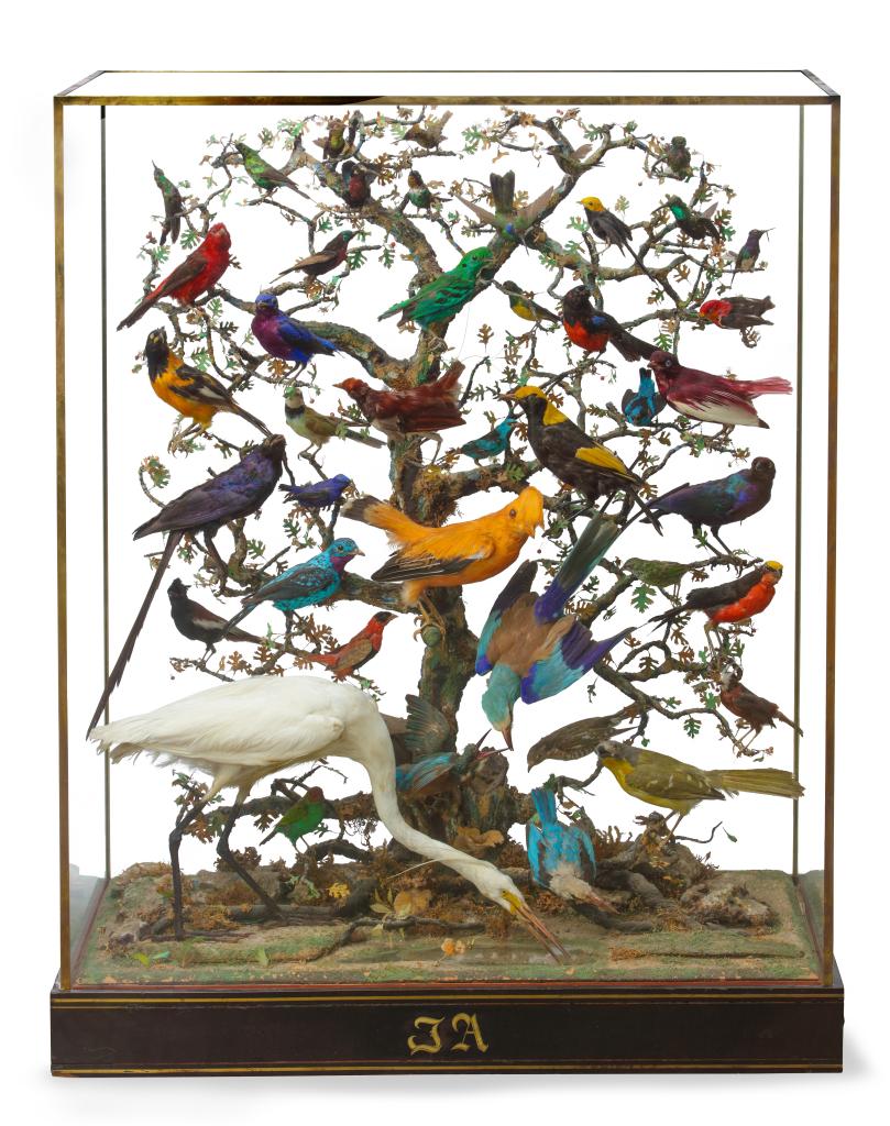 A beautiful 19th century French Napoleon III diorama of 50 taxidermy tropical birds