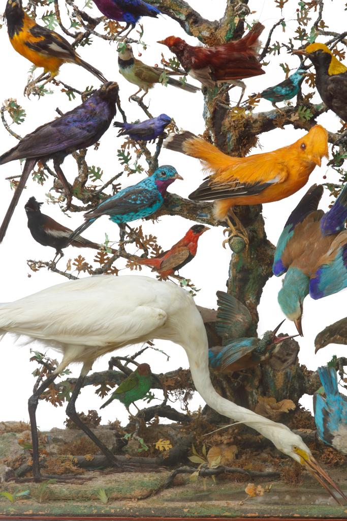 A beautiful 19th century French Napoleon III diorama of 50 taxidermy tropical birds
