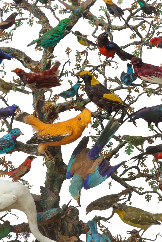 A beautiful 19th century French Napoleon III diorama of 50 taxidermy tropical birds