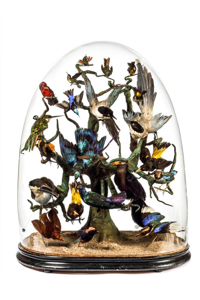 A monumental Victorian taxidermy dome, measuring H. 90 cm, with a wide variety of tropical birds, of which many male and female pairs