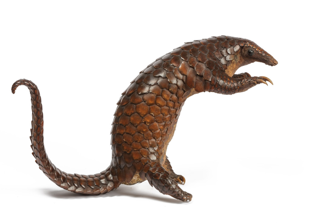 A fine antique taxidermy pangolin (Manis spp.)