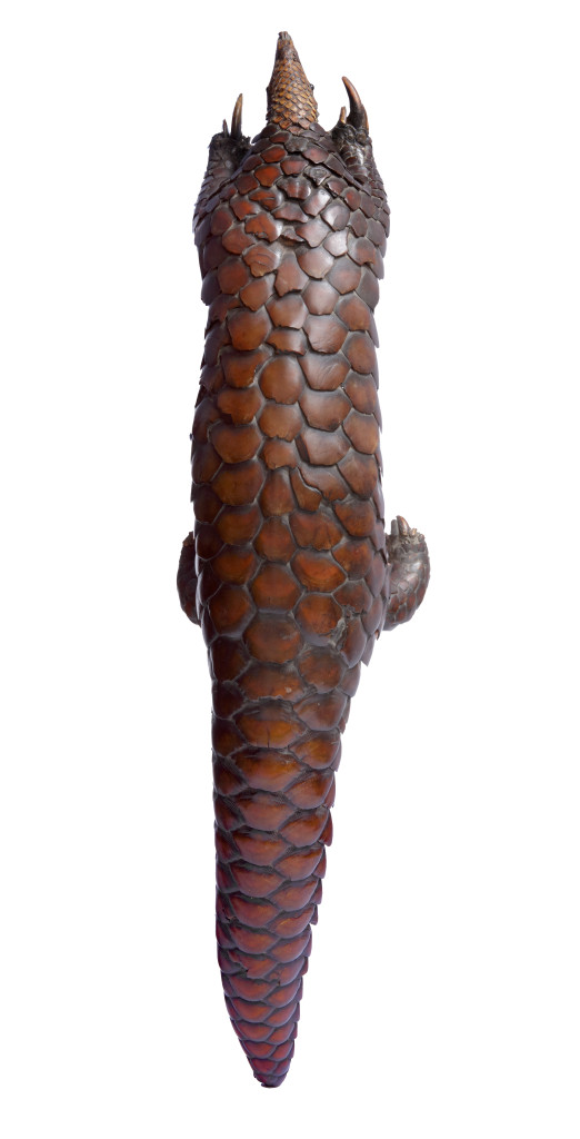 An extremely large taxidermy African giant pangolin (Manis gigantea)