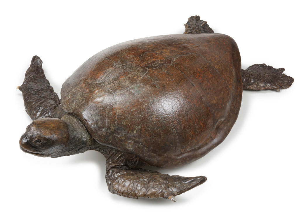A massive Victorian taxidermy Loggerhead seaturtle (Caretta caretta) measuring over 170 cm