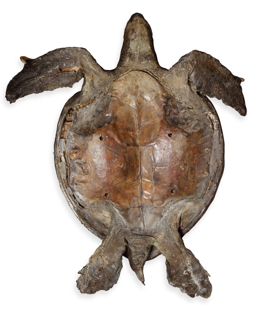 A massive Victorian taxidermy Loggerhead seaturtle (Caretta caretta) measuring over 170 cm